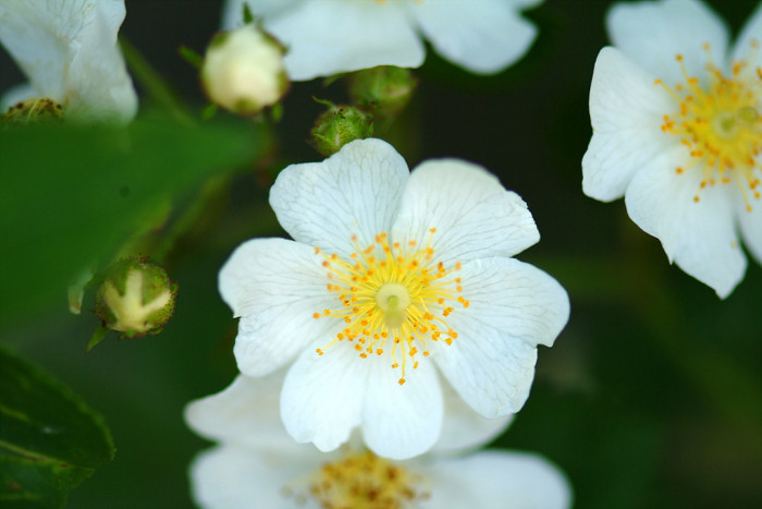 찔레꽃 - Rosa multiflora, Rosa multiflora Thunb. var. multiflora
