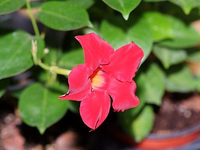 만데빌라 사진 - Mandevilla sanderi (Hemsl.) Woodson Photos