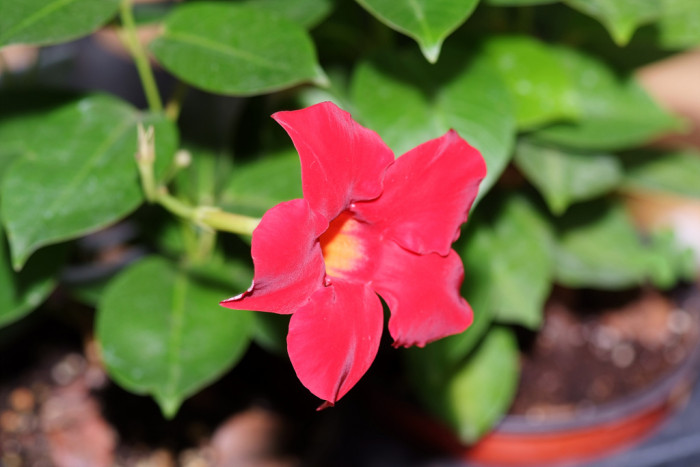 만데빌라 - Rose Dipladenia, Brazilian jasmine, Mandevilla sanderi (Hemsl.) Woodson
