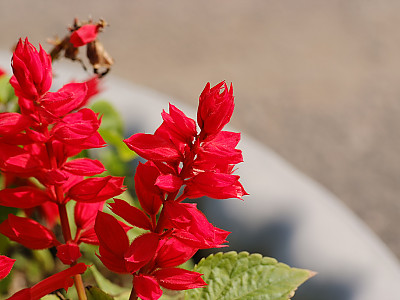 사루비아 사진 - Salvia splendens Ker. Photos