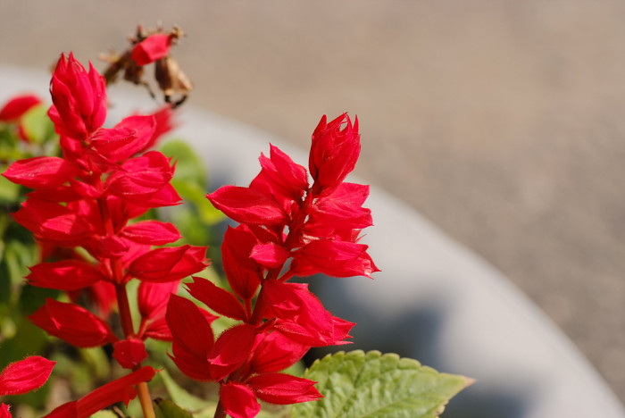 사루비아 - fire sage,, Salvia splendens Ker.