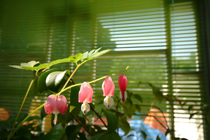 금낭화 - Dicentra spectabilis