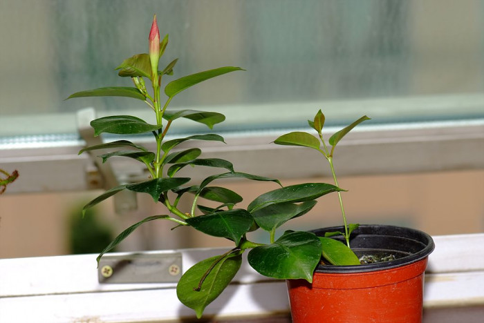 만데빌라 - Rose Dipladenia, Brazilian jasmine, Mandevilla sanderi (Hemsl.) Woodson