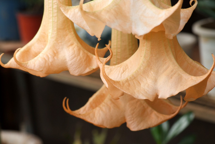 엔젤트롬펫 - Angels Trumpet, Growing Brugmansia