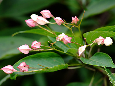 누리장나무 사진 - Clerodendrum trichotomum Photos