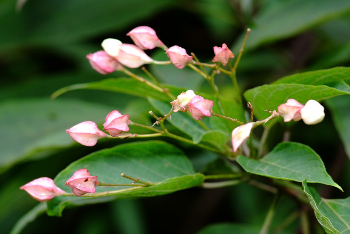 누리장나무 - Harlequin Glorybower, Clerodendrum trichotomum