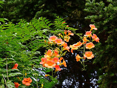 능소화 사진 - Campsis grandifolia (Thunb.) K.Schum. Photos