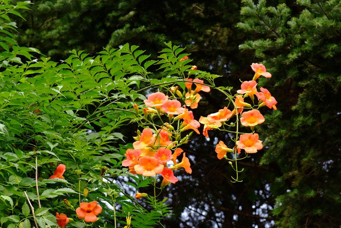 능소화 - Campsis grandifolia (Thunb.) K.Schum.