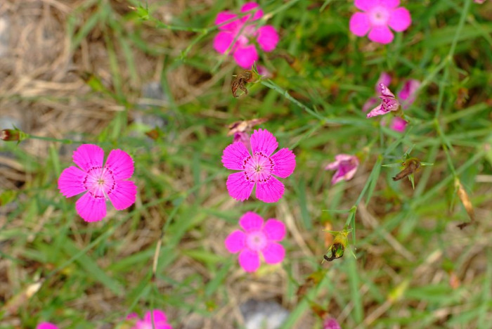 패랭이꽃 - Dianthus chinensis L. var. chinensis, Dianthus chinensis L. var. chinensis