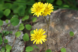 좀씀바귀 - Ixeris stolonifera A.Gray