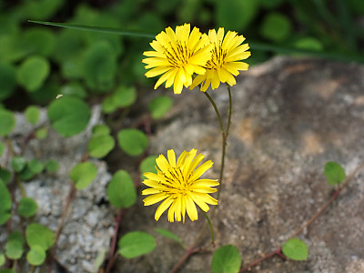 좀씀바귀 사진 - Ixeris stolonifera A.Gray Photos