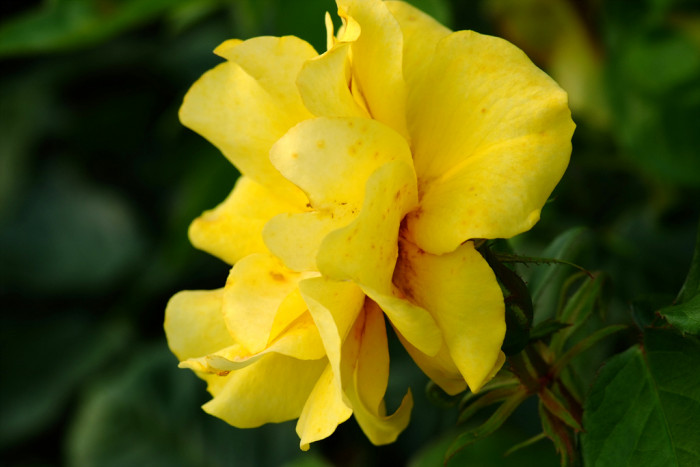장미 - Rose, Rosa hybrida