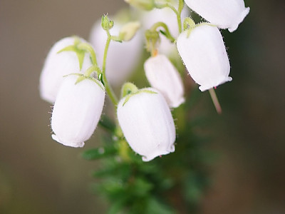 진퍼리꽃나무 사진 - Chamaedaphne calyculata Photos