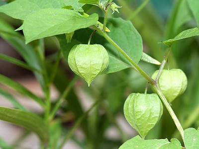 땅꽈리 사진 - Physalis angulata L. Photos
