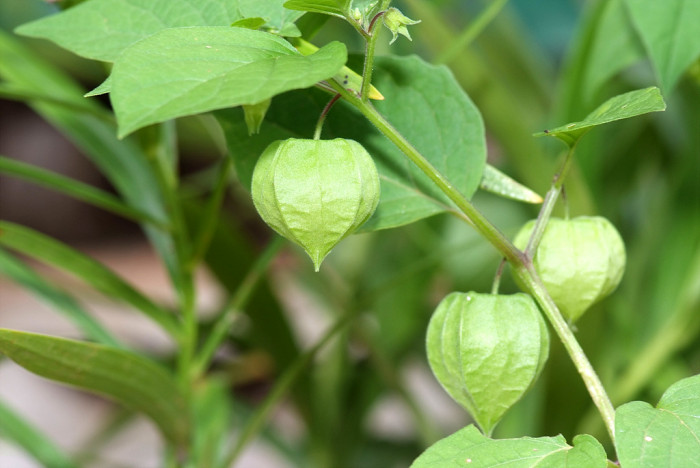 땅꽈리 - Physalis angulata L.