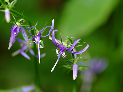 염아자 사진 - Asyneuma japonicum (Miq.) Briq. Photos
