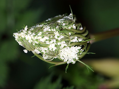 궁궁이 사진 - Angelica polymorpha Maxim. Photos