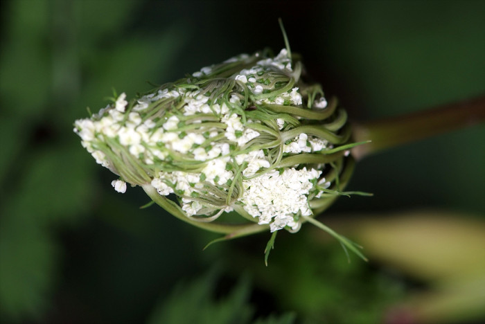 궁궁이 - Angelica polymorpha Maxim.