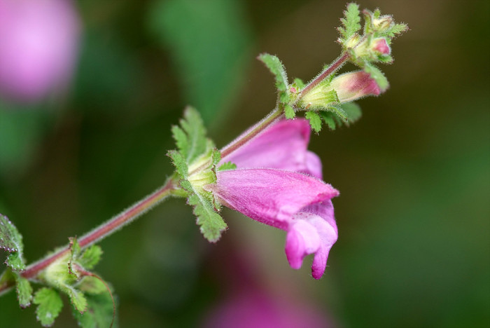 나도송이풀 - Phtheirospermum japonicum (Thunb.) Kanitz