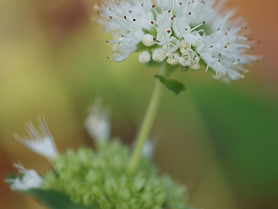 흰층꽃나무 사진 - Caryopteris incana for. candida Hara Photos
