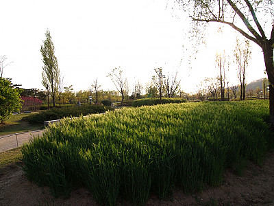 보리 사진 - Hordeum vulgare var. hexastichon (L.) Asch. Photos