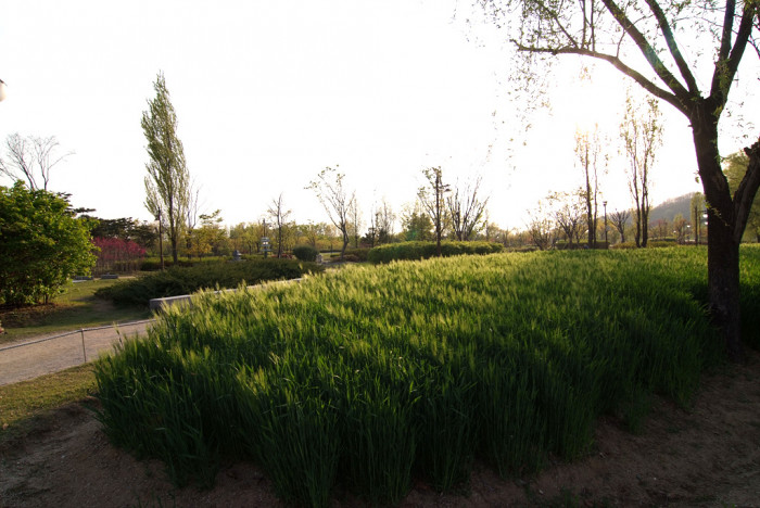 보리 - Hordeum vulgare var. hexastichon (L.) Asch.