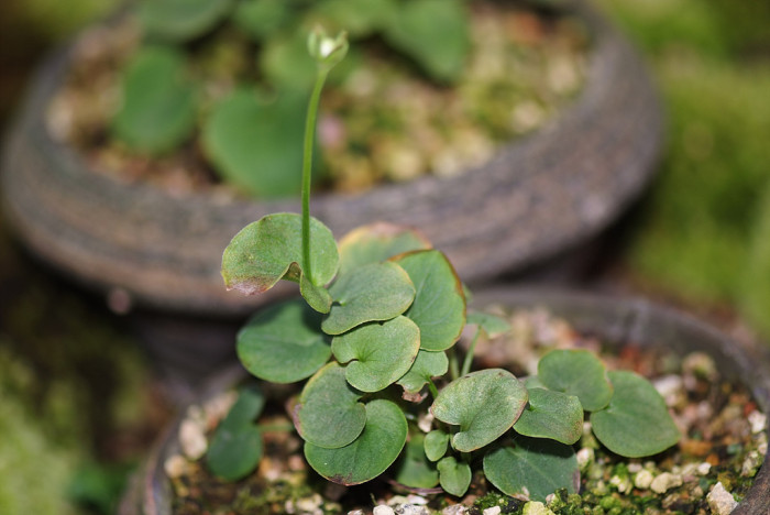 물매화 - Parnassia palustris L.