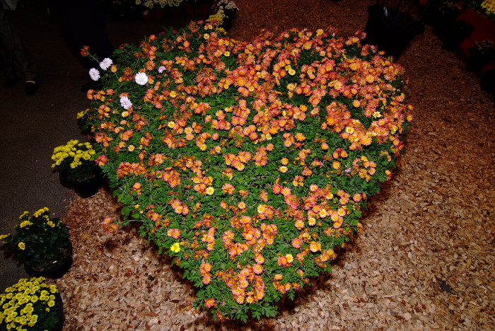 국화 - florist