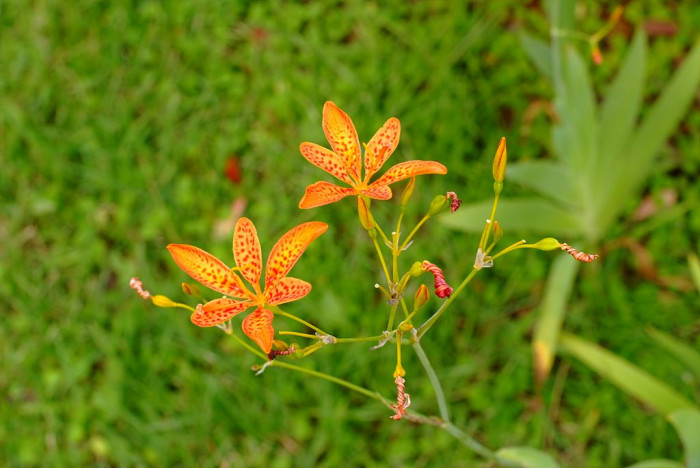 범부채 - Belamcanda chinensis