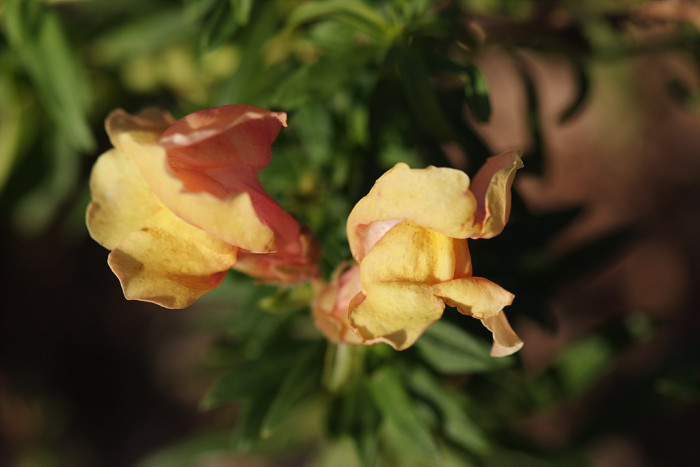 금어초 - snapdragon, Antirrhinum majus