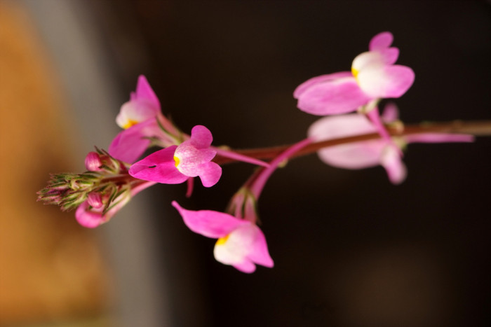 리나리아 - Clovenlip Toadflax, Linaria bipartita