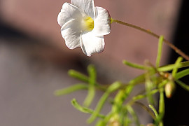 바람개비사랑초 - Oxalis versicolor