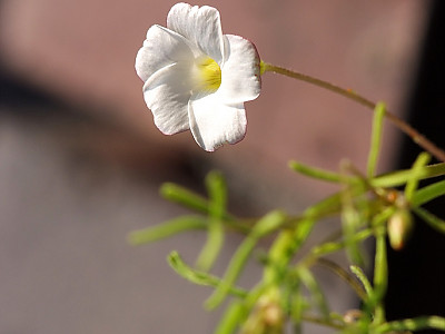 바람개비사랑초 사진 - Oxalis versicolor Photos