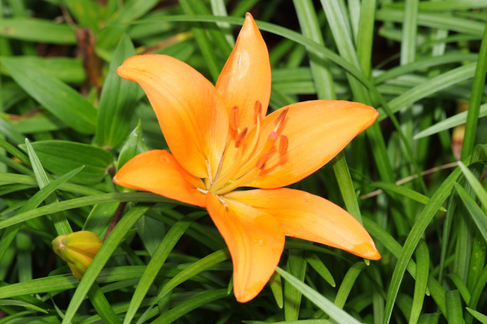 백합 - Lily, Lilium longiflorum Thunb.