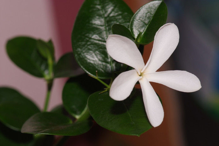 카리샤자스민 - CarissaJasmine, Carissa grandiflora