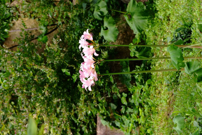 상사화 - Lycoris squamigera Max. 