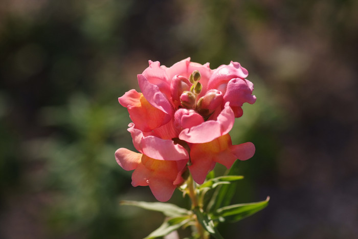 금어초 - snapdragon, Antirrhinum majus