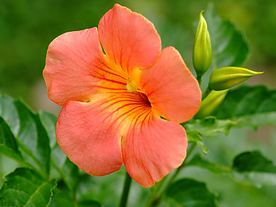 능소화 사진 - Campsis grandifolia (Thunb.) K.Schum. Photos