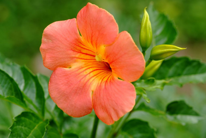 능소화 - Campsis grandifolia (Thunb.) K.Schum.