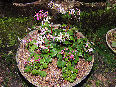 바위떡풀 사진 - Saxifraga fortunei var. incisolobata (Engl. & Irmsch.) Nakai Photos