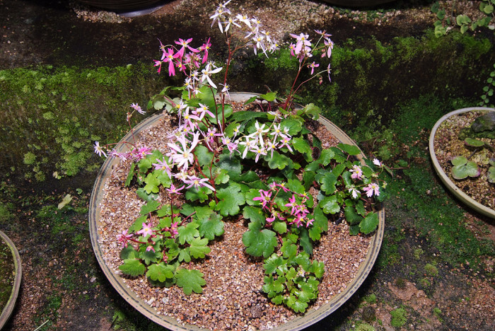 바위떡풀 - Saxifraga fortunei var. incisolobata (Engl. & Irmsch.) Nakai