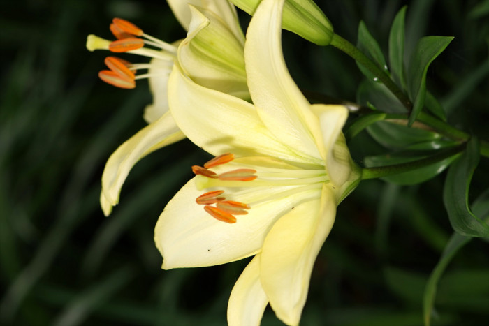 백합 - Lily, Lilium longiflorum Thunb.