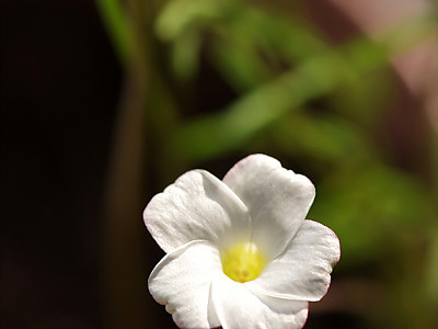 바람개비사랑초 사진 - Oxalis versicolor Photos