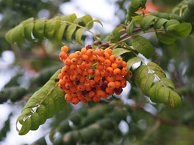 마가목 사진 - Sorbus commixta Hedl. Photos