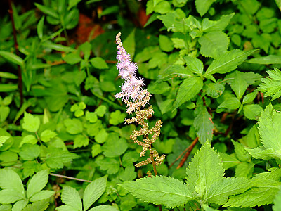 노루오줌 사진 - Astilbe chinensis var.davidii Photos