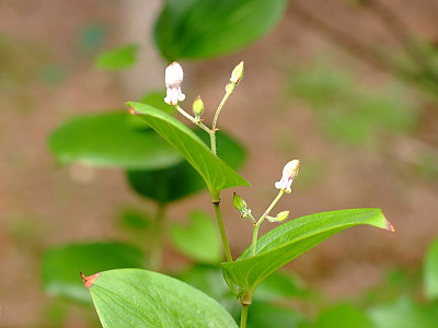 뻐국나리 사진 - Tricyrtis dilatata Photos