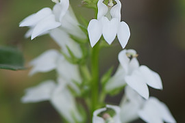 숫잔대 - Lobelia sessilifolia Lamb.