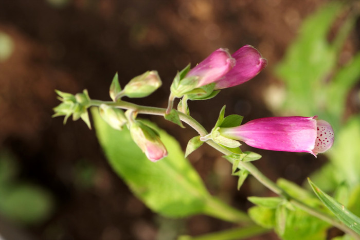 디기탈리스 - Digitalis, Digitalis purpurea L.