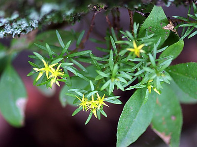 바위채송화 사진 - Sedum polytrichoides Hemsl. Photos