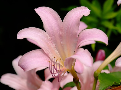상사화 사진 - Lycoris squamigera Max.  Photos
